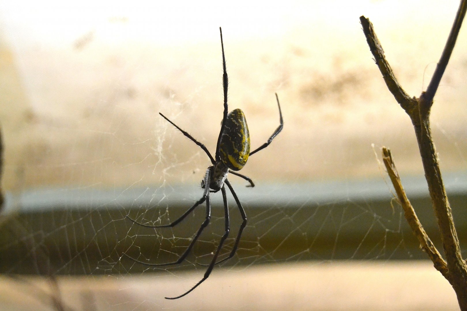 Red Legged Golden Orb Weaving Spider - September 2016