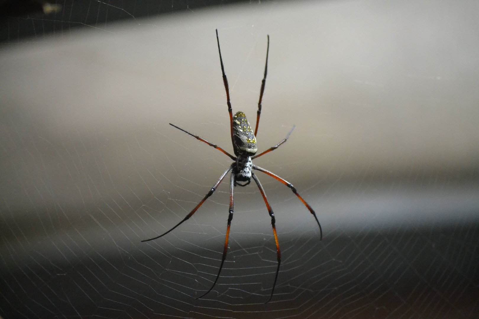 Red Legged Golden Orb Web Spider - December 2015