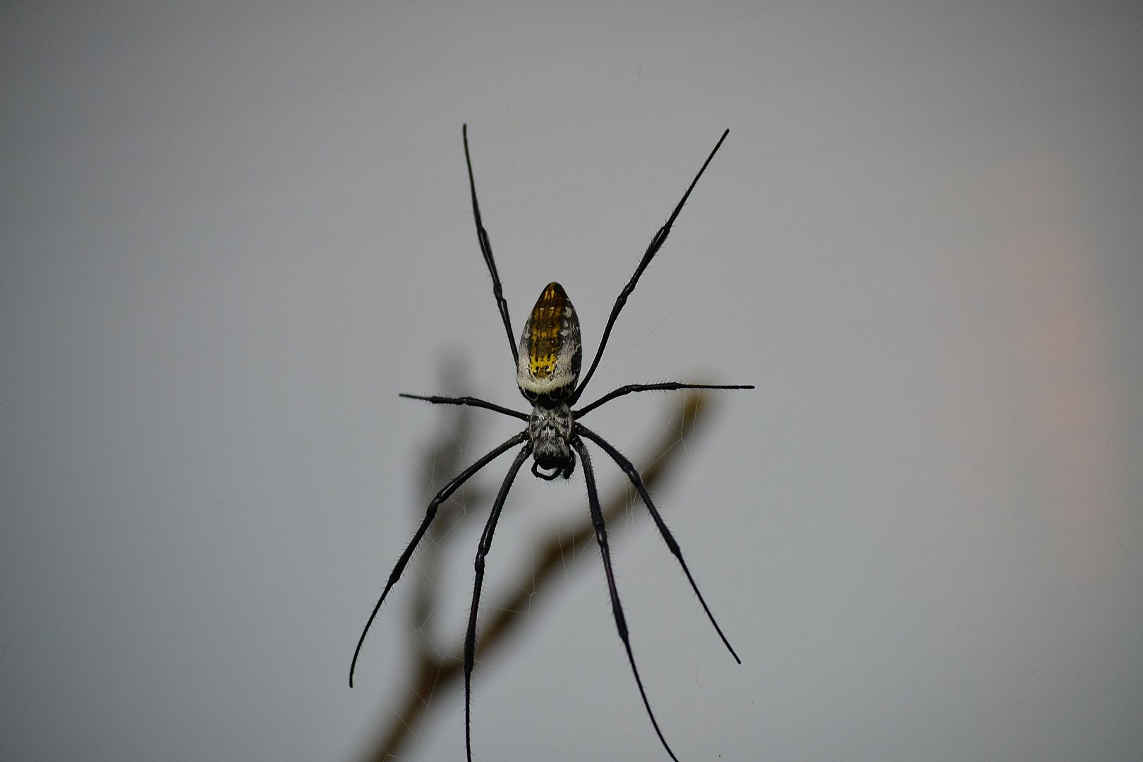 Red Legged Golden Orb Web Spider - September 2016