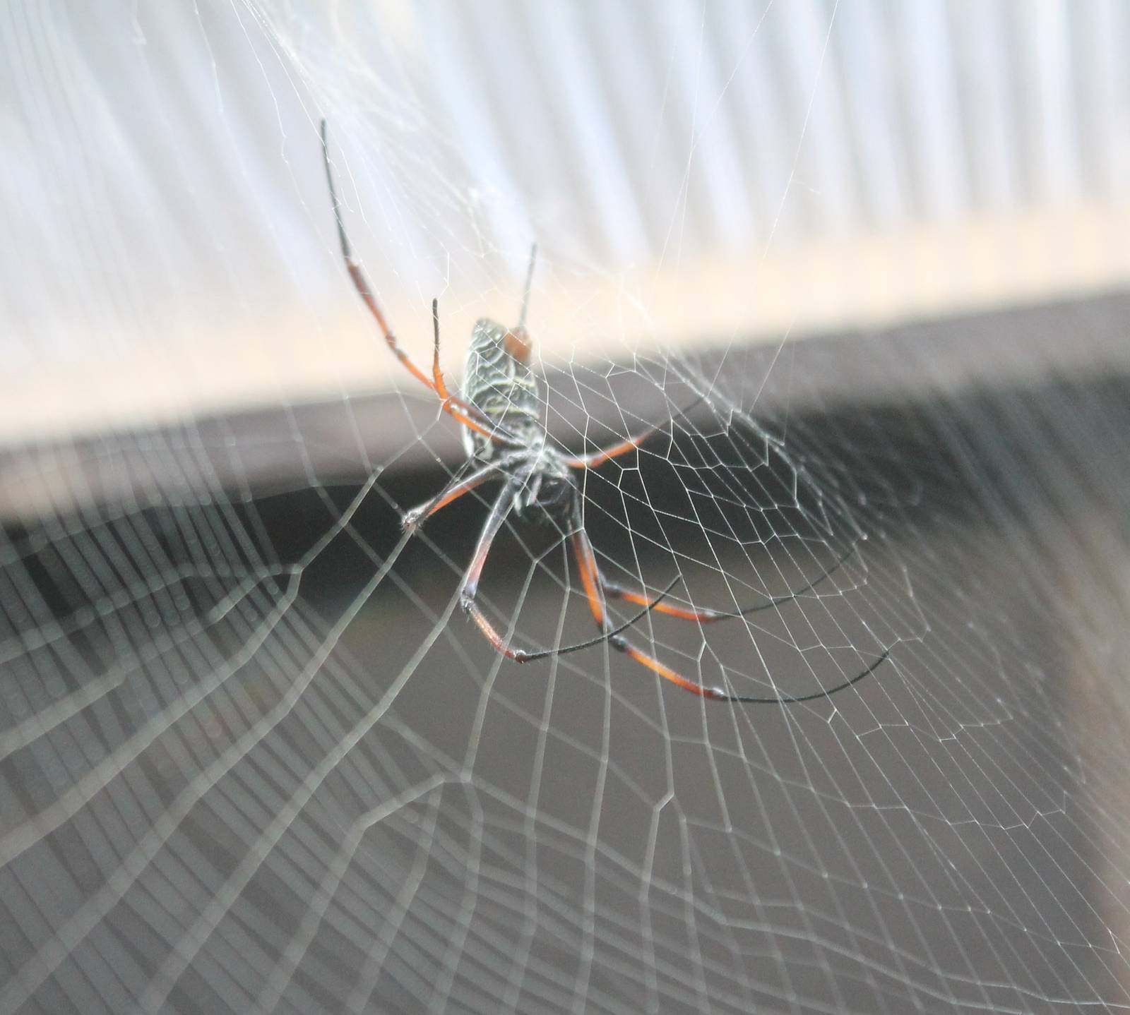 Red-legged golden silk spider