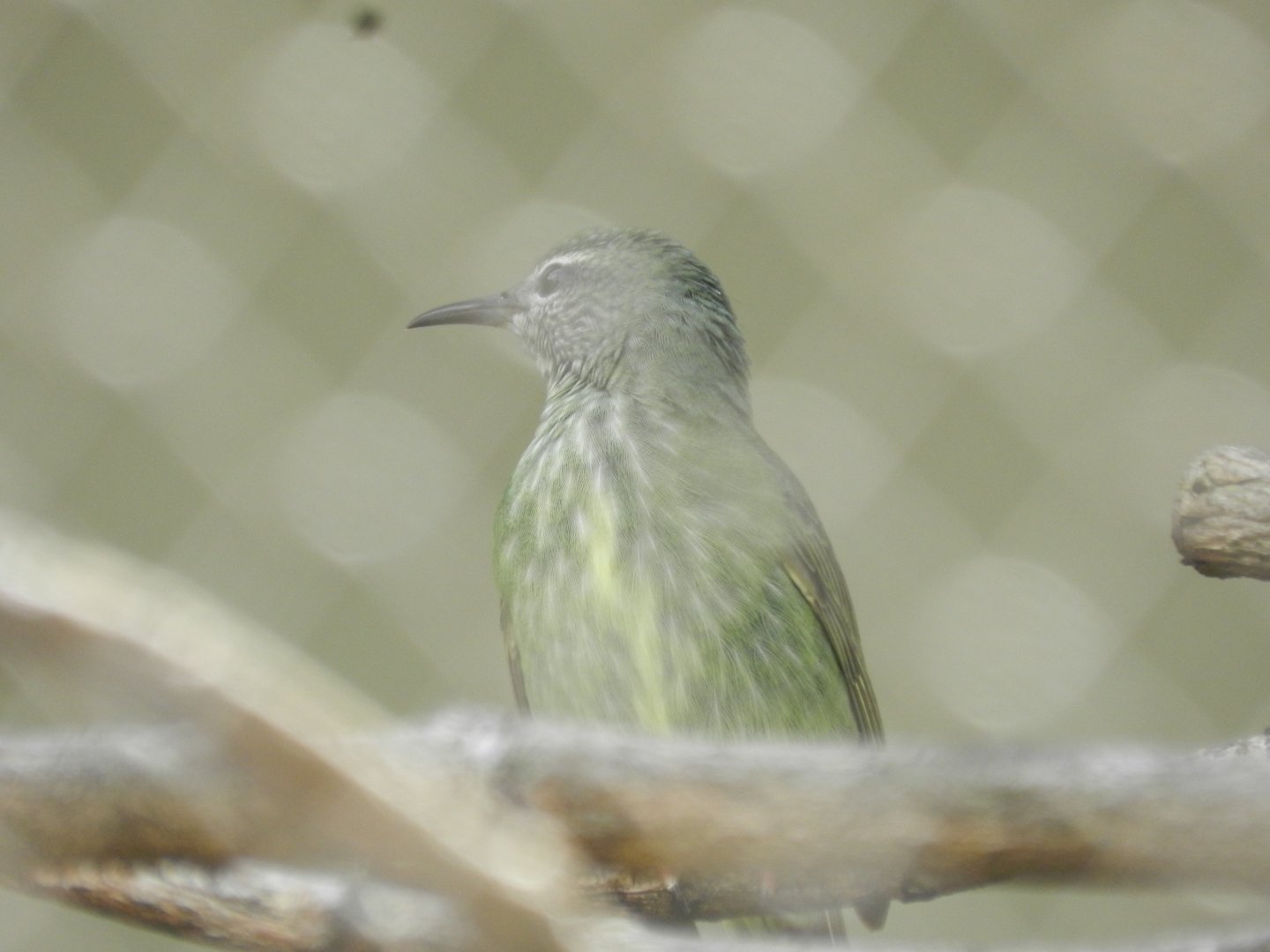 Red-legged honey creeper (female) - Belo Horizonte zoo