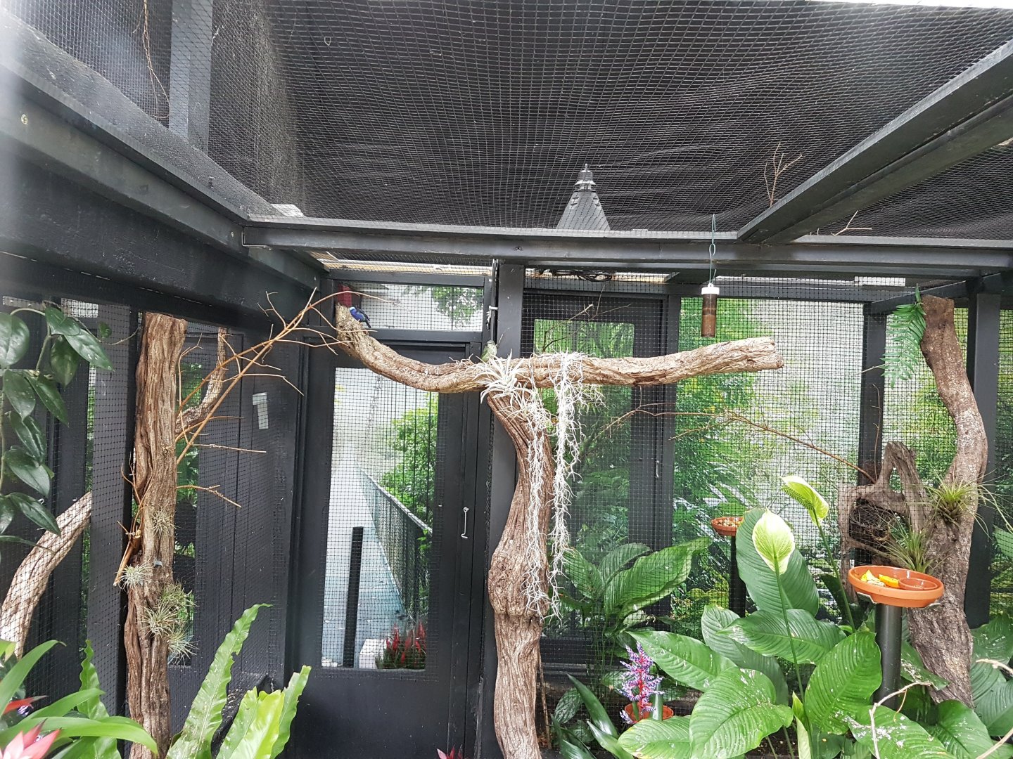 Red-legged honeycreeper Aviary