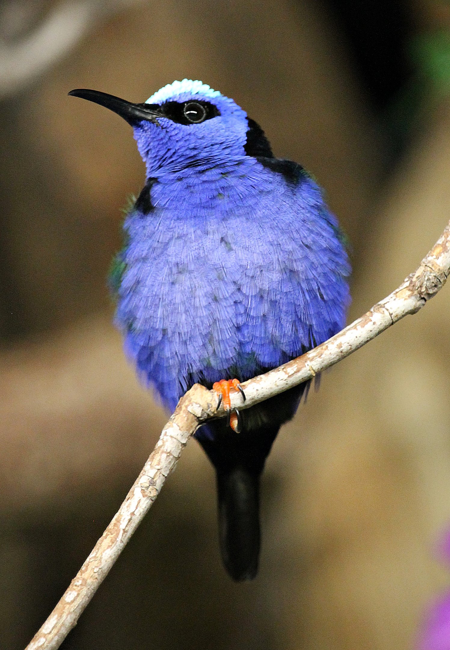 Red-legged honeycreeper (Cyanerpes cyaneus) - Kolibrihaus