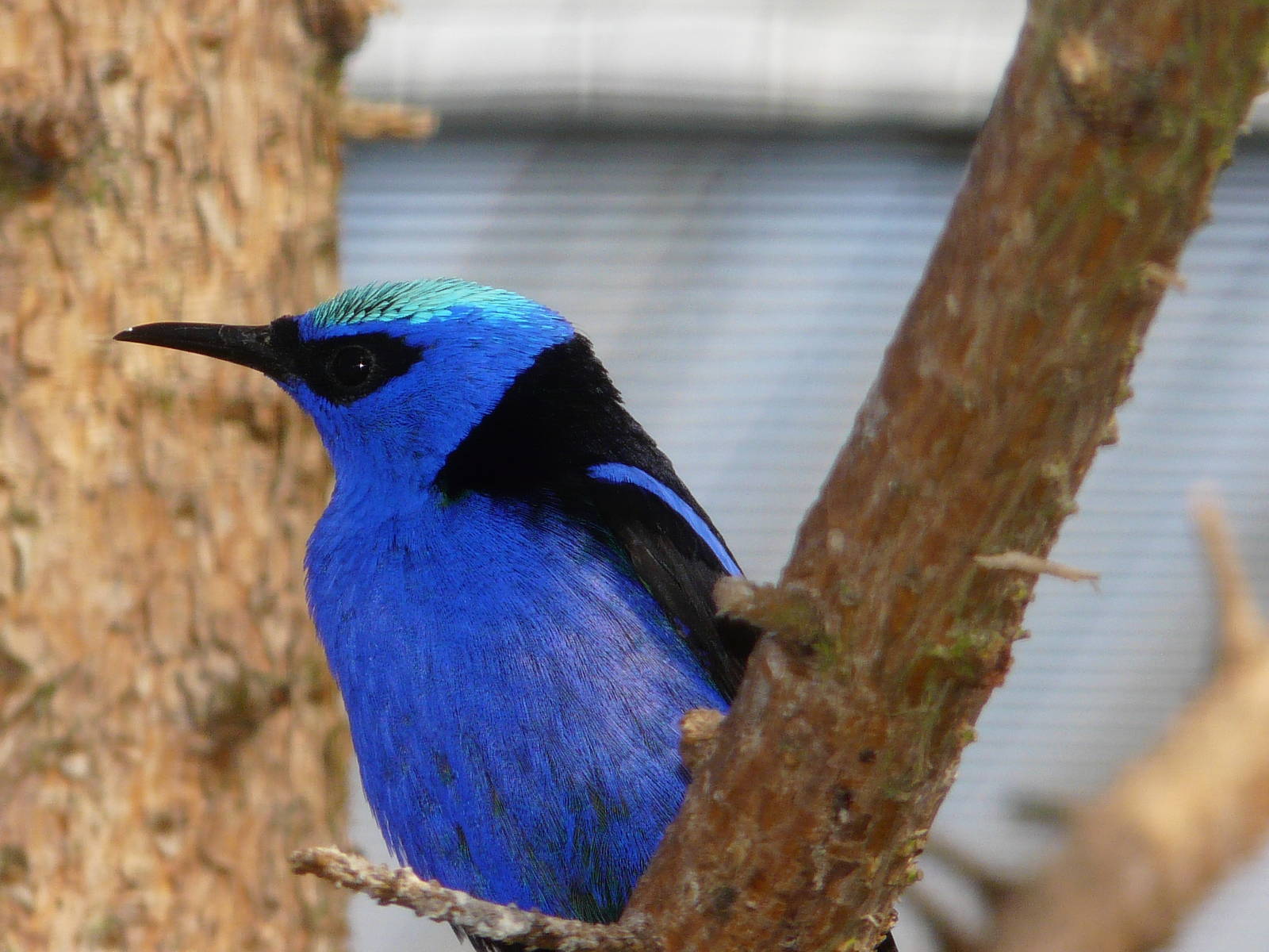 Red-legged honeycreeper/ Cyanerpes cyaneus