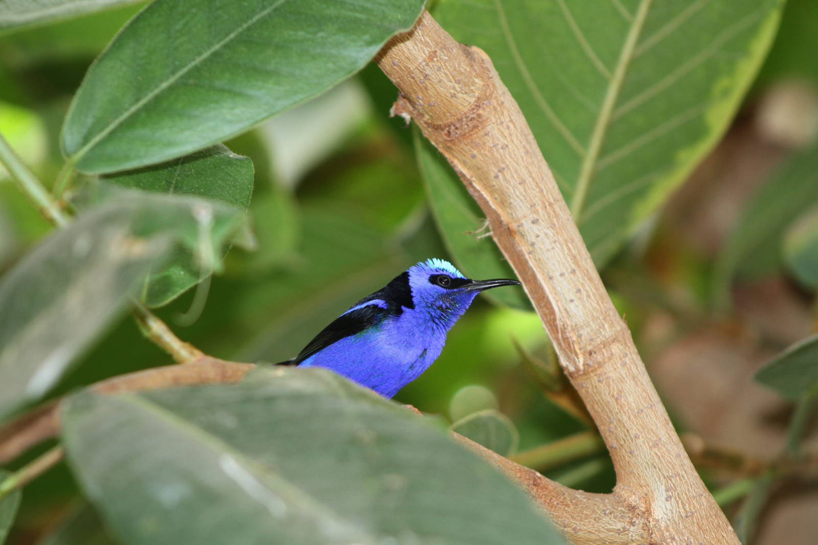 Red-legged Honeycreeper (Cyanerpes cyaneus)