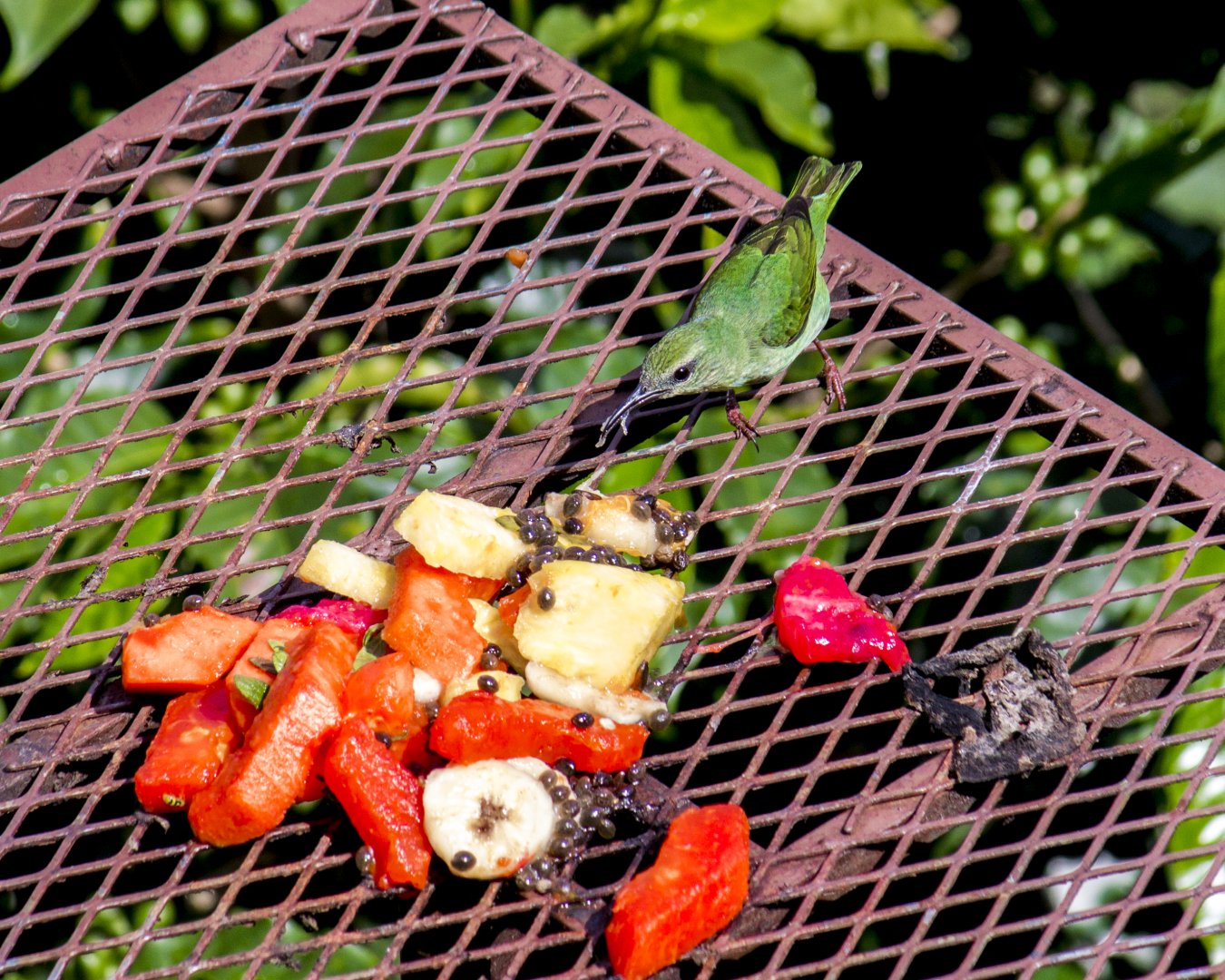 Red-legged honeycreeper, Cyanerpes cyaneus