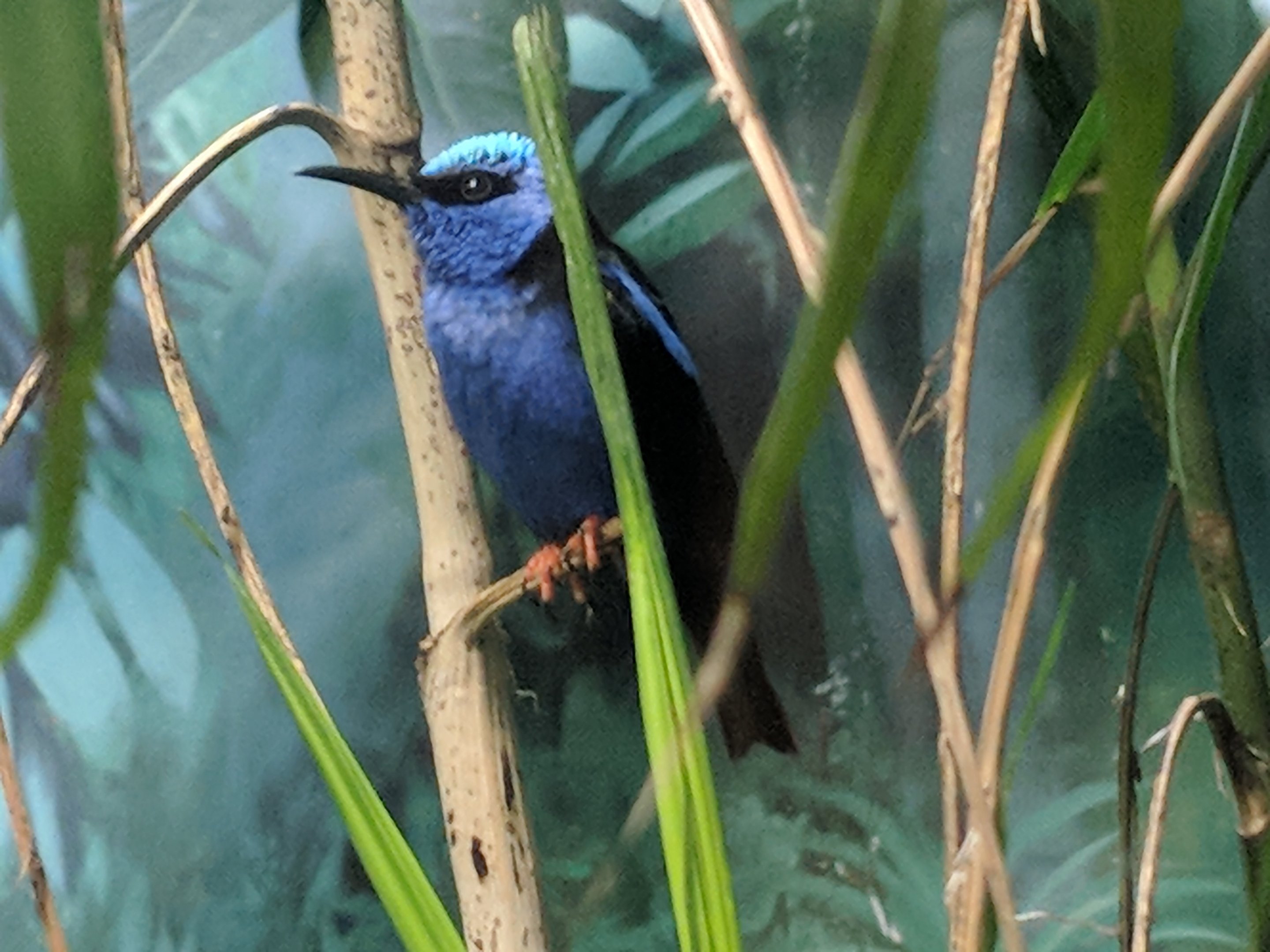 Red-legged honeycreeper (Cyanerpes cyaneus)