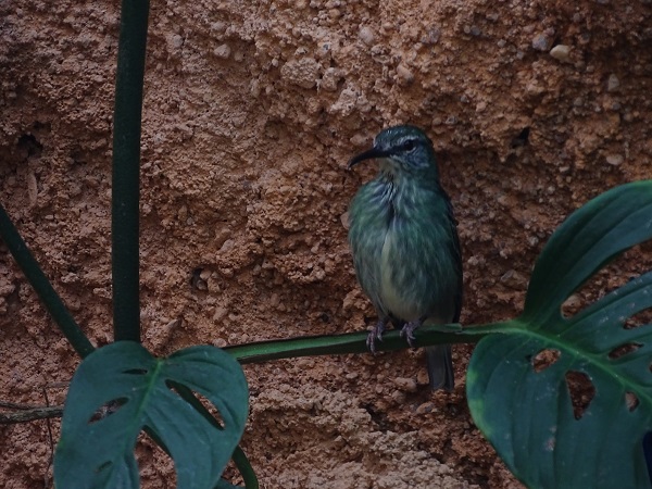 Red-legged honeycreeper (Cyanerpes cyaneus)