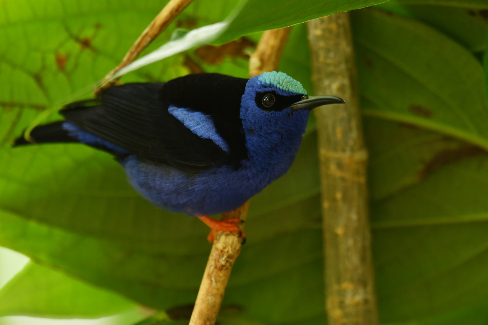 Red-legged Honeycreeper Cyanerpes cyaneus