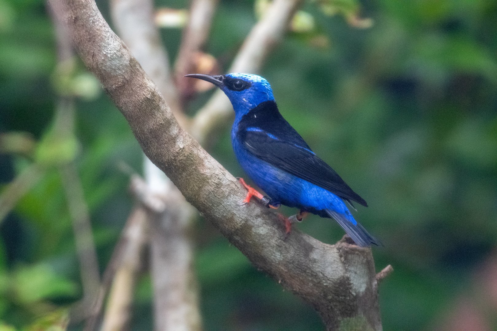 Red-legged Honeycreeper (Cyanerpes cyaneus)