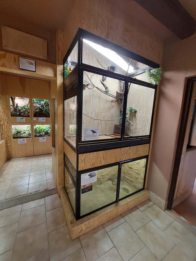 Red-legged honeycreeper exhibit