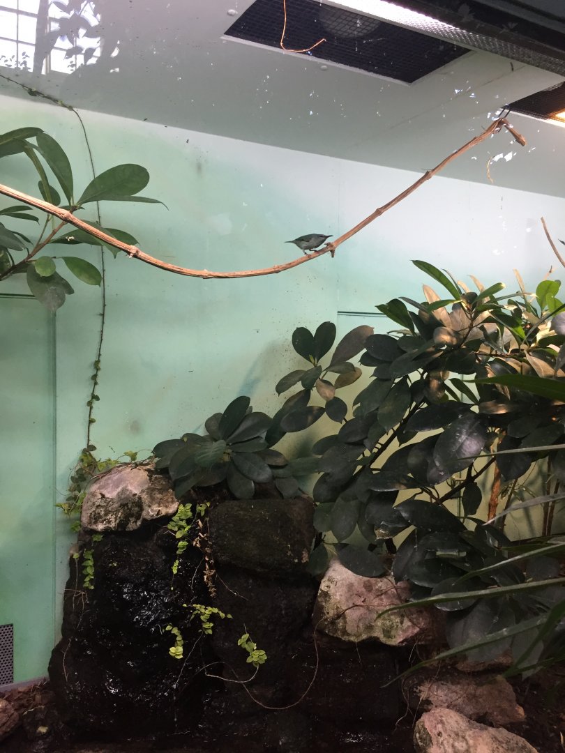 Red-legged honeycreeper female - February 2018