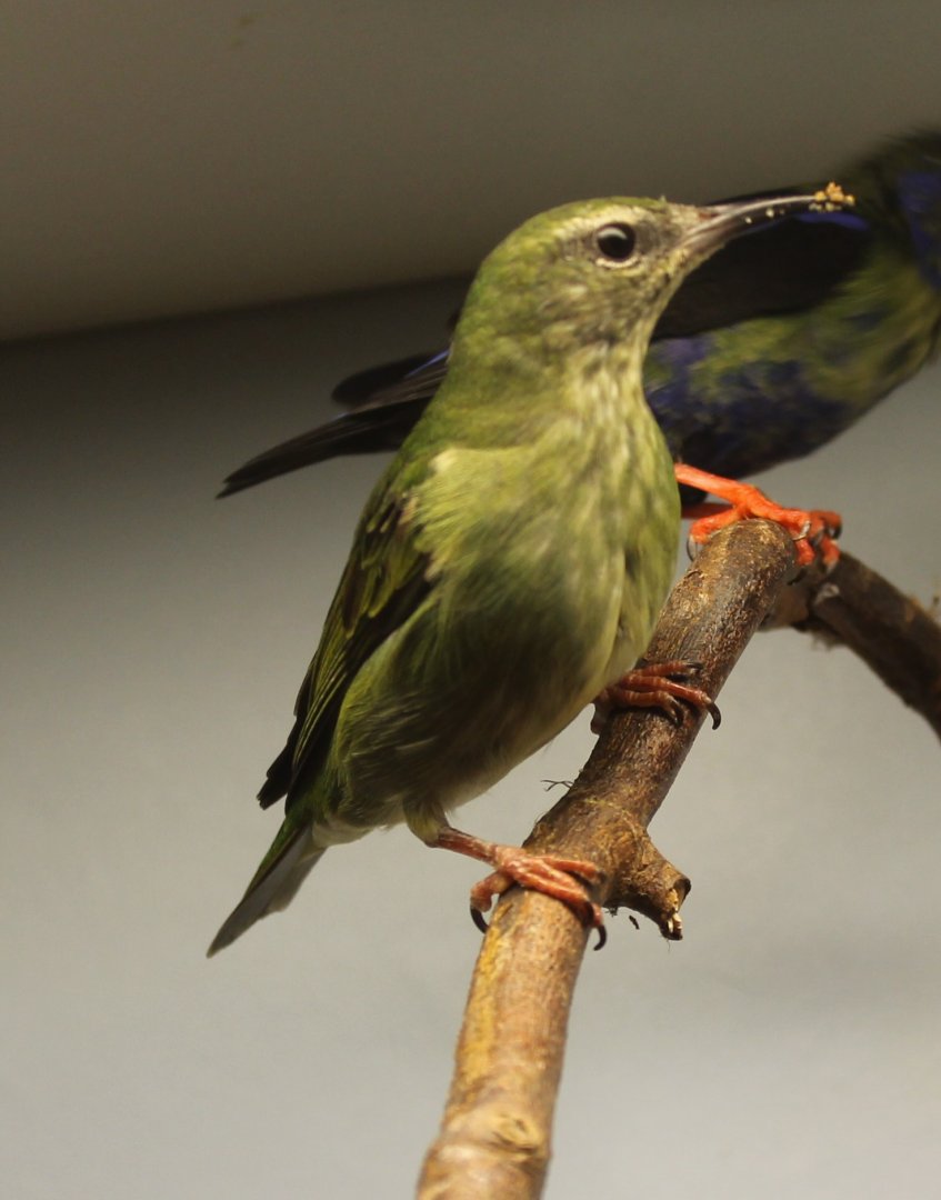 Red-legged honeycreeper - Female