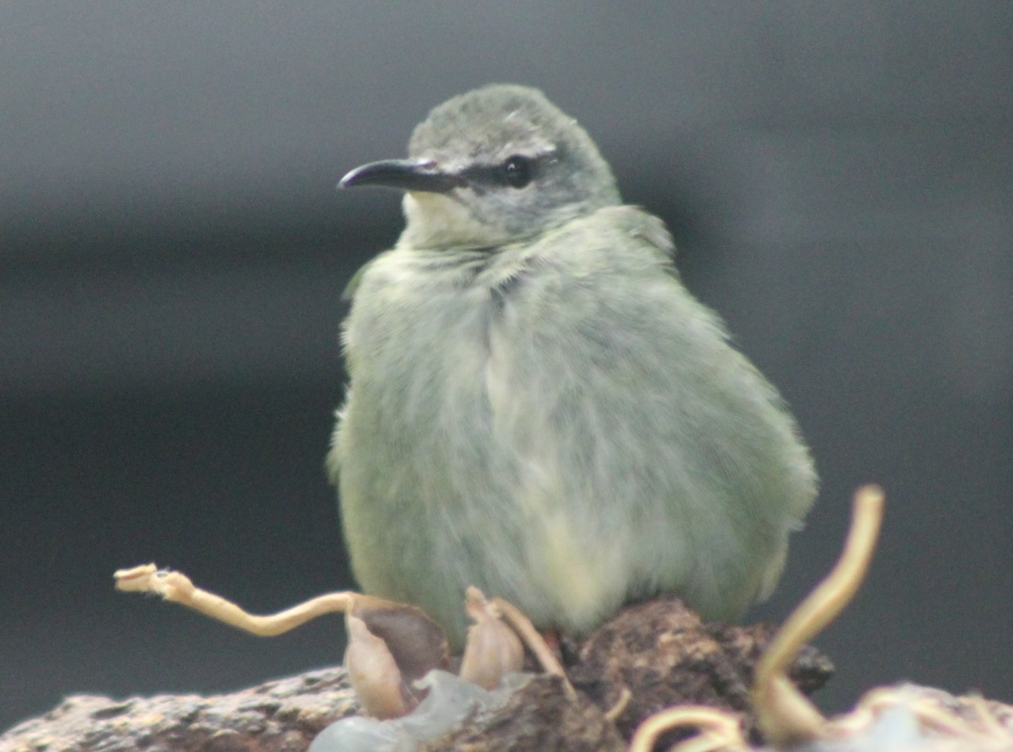 Red-legged honeycreeper - female
