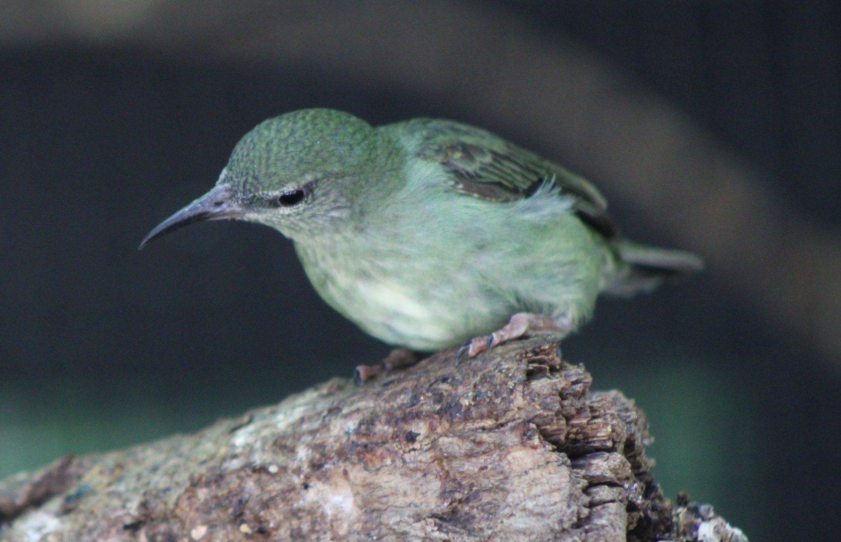 Red-legged honeycreeper - female