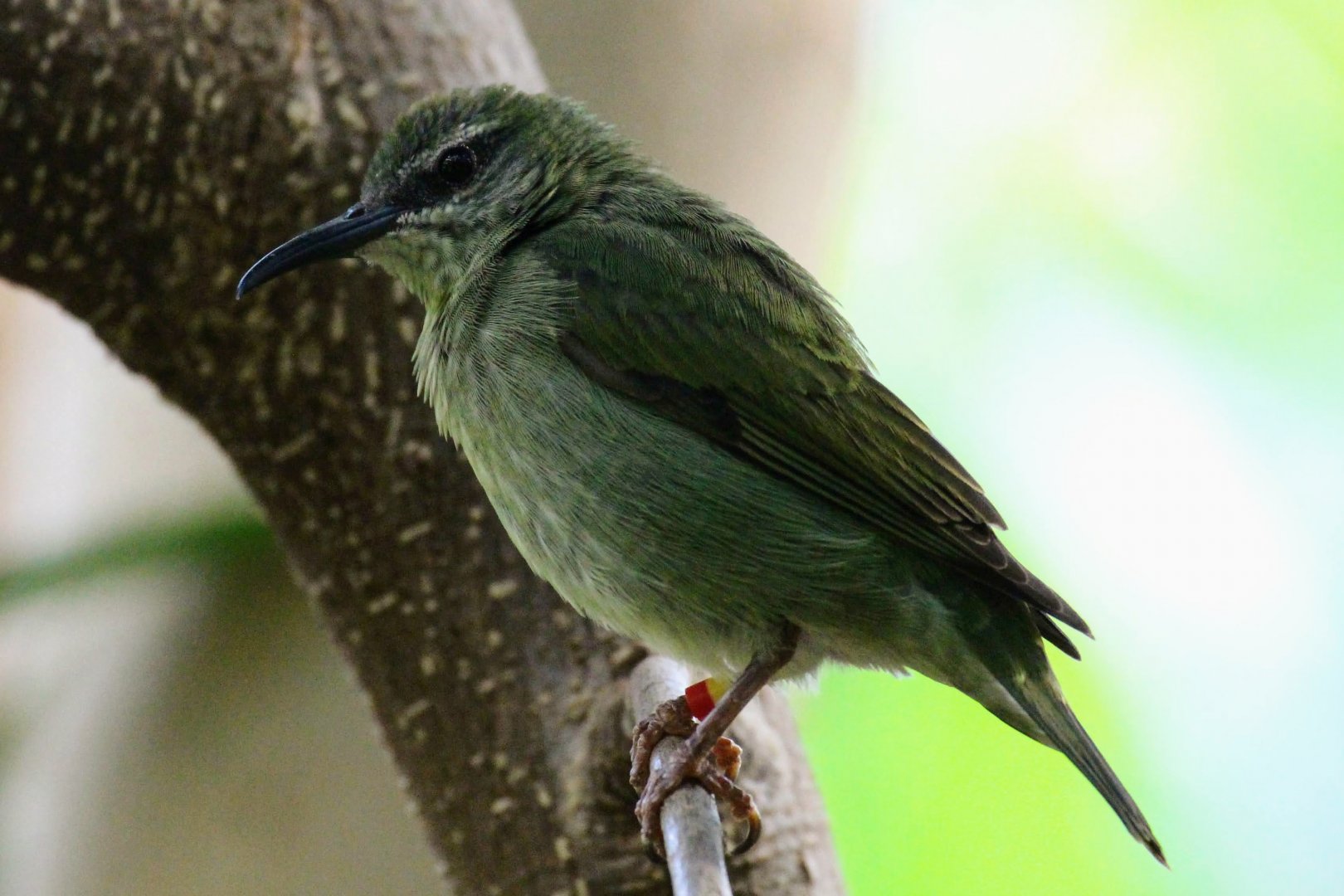 Red-legged Honeycreeper (female)