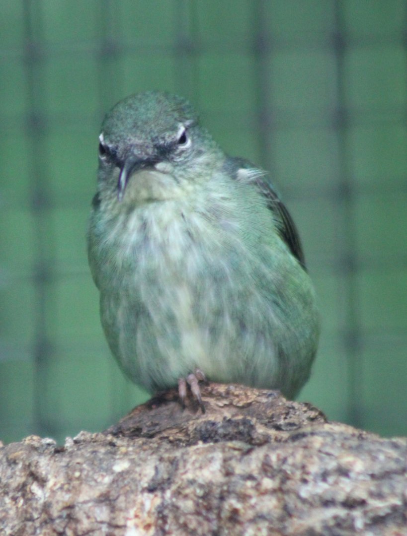 Red-legged honeycreeper - female