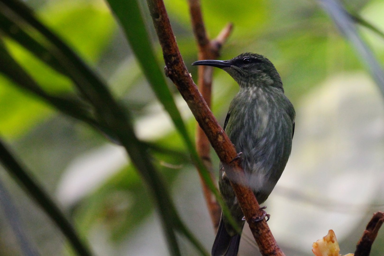 Red-legged Honeycreeper (female)