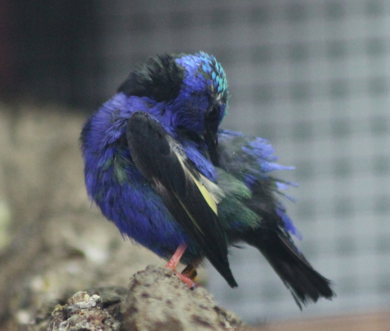 Red-legged honeycreeper Male