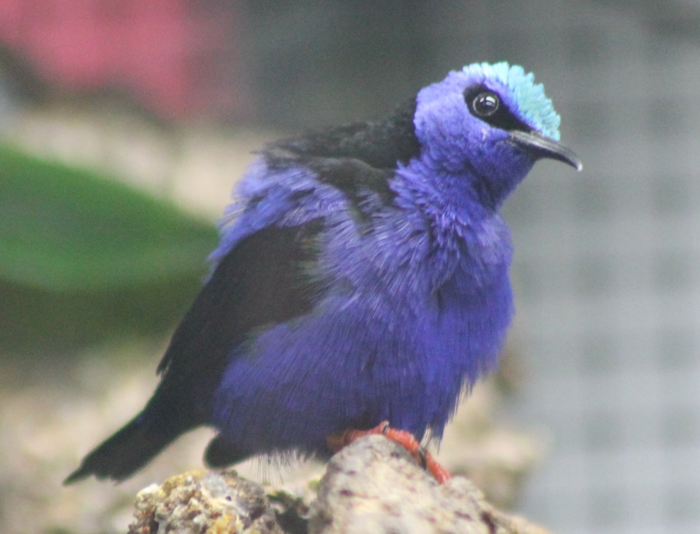 Red-legged honeycreeper - male