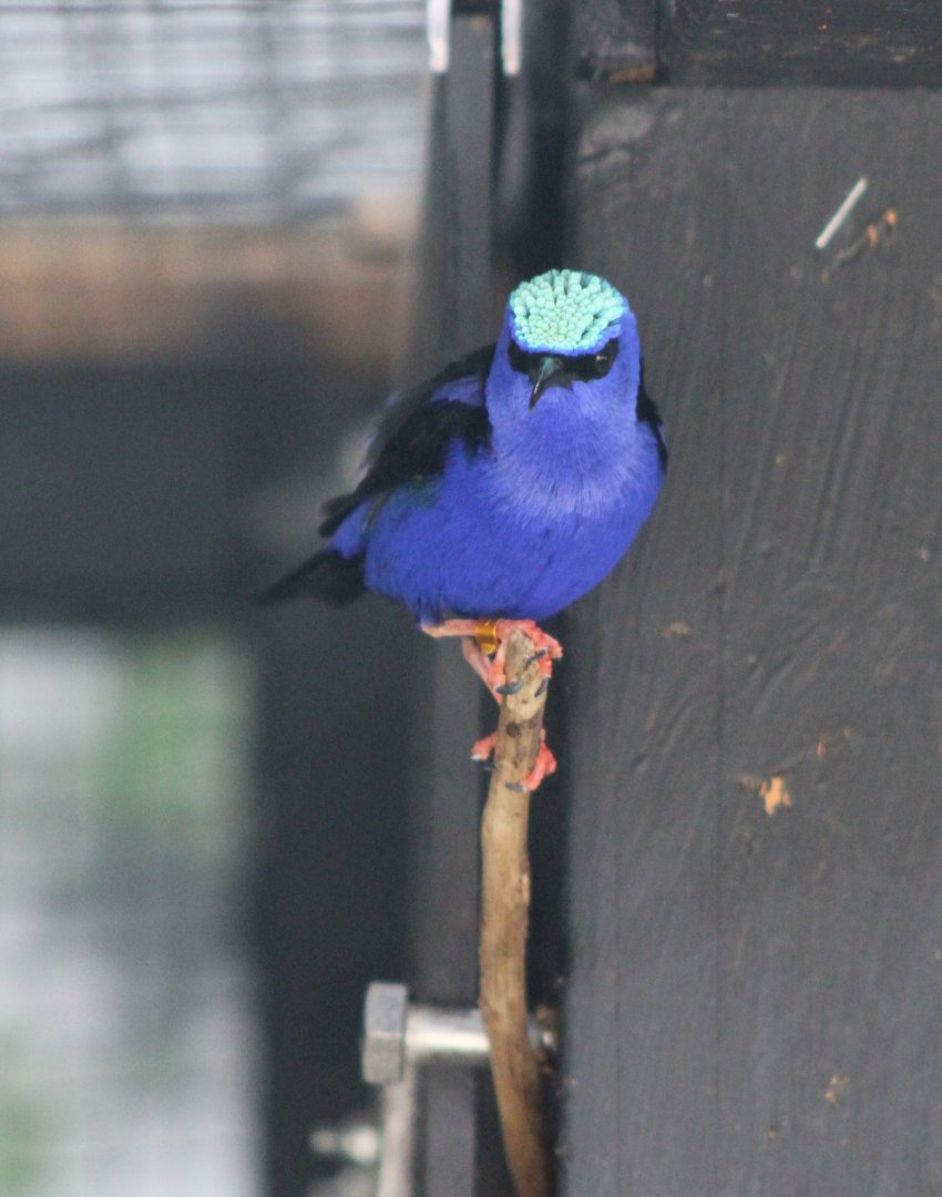 Red-legged honeycreeper - male