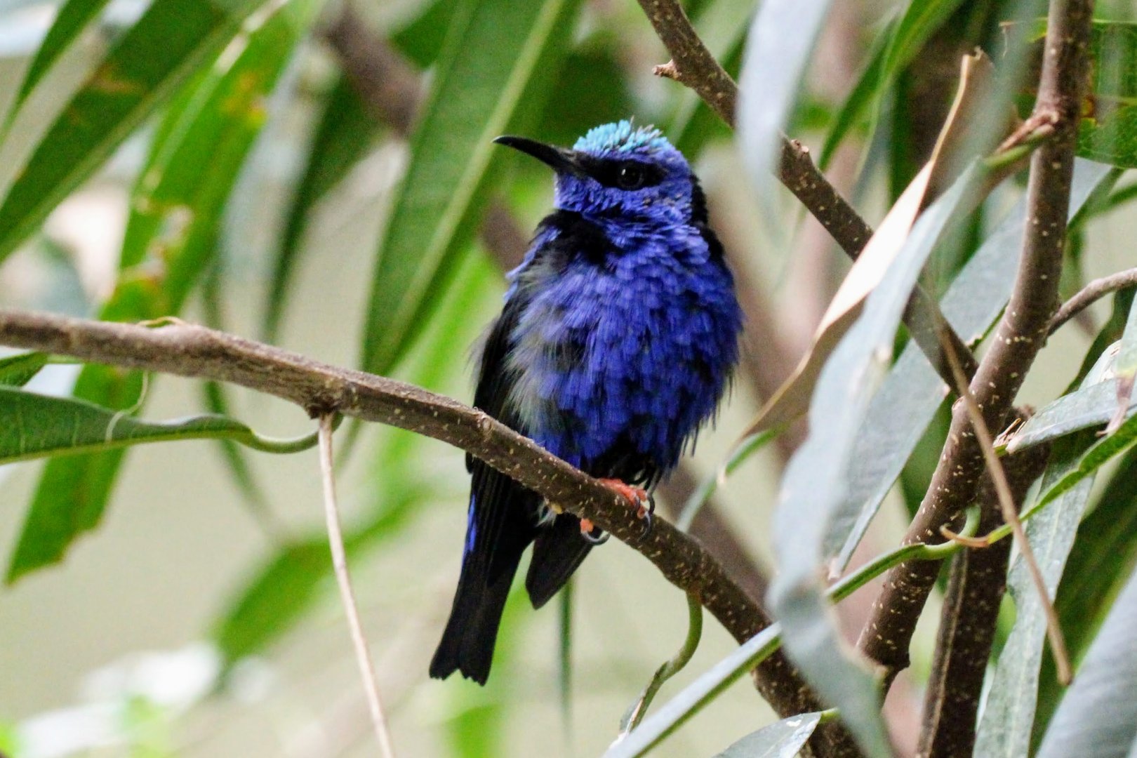 Red-legged Honeycreeper (male)