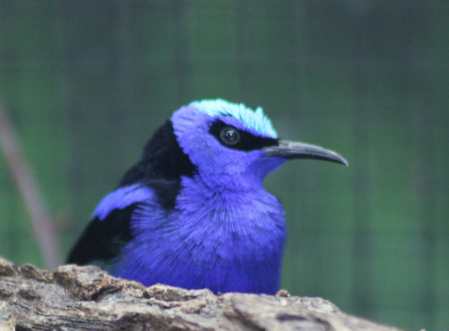 Red-legged honeycreeper - male