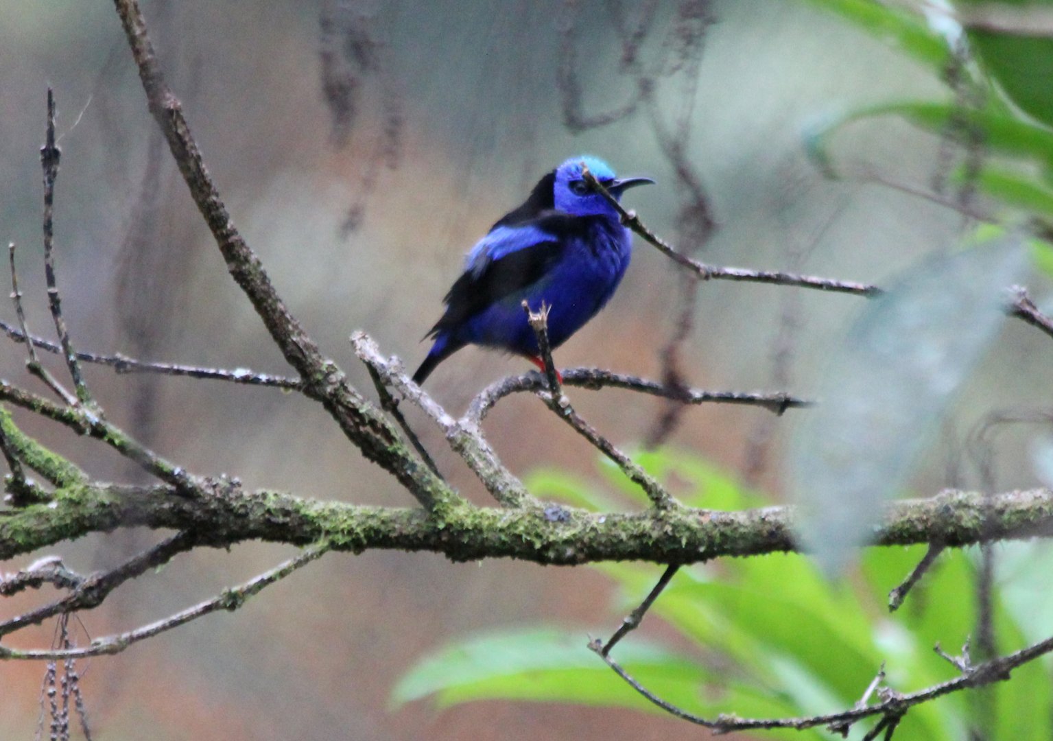 Red-legged Honeycreeper - Mar 2019
