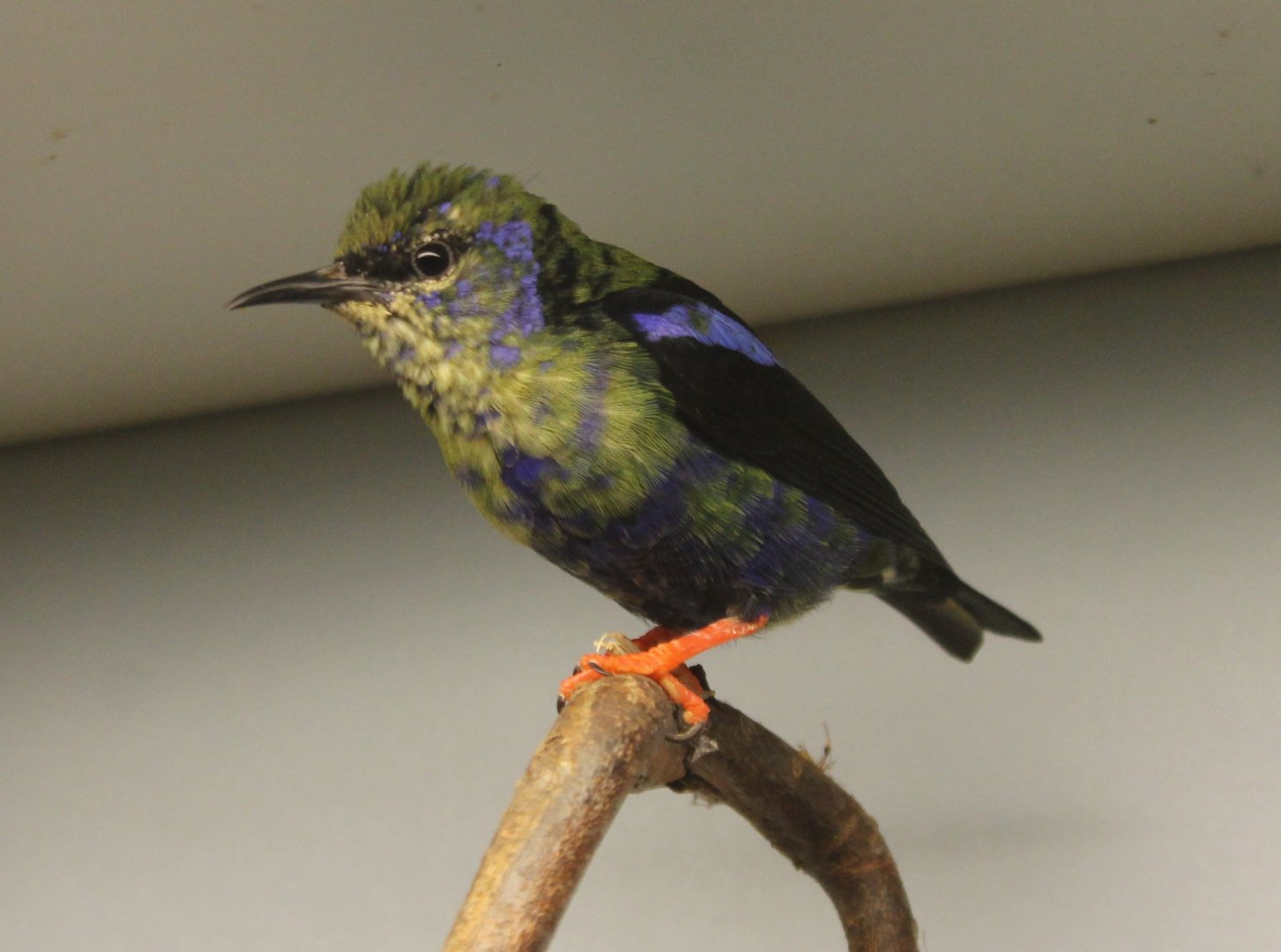 Red-legged honeycreeper - Young male