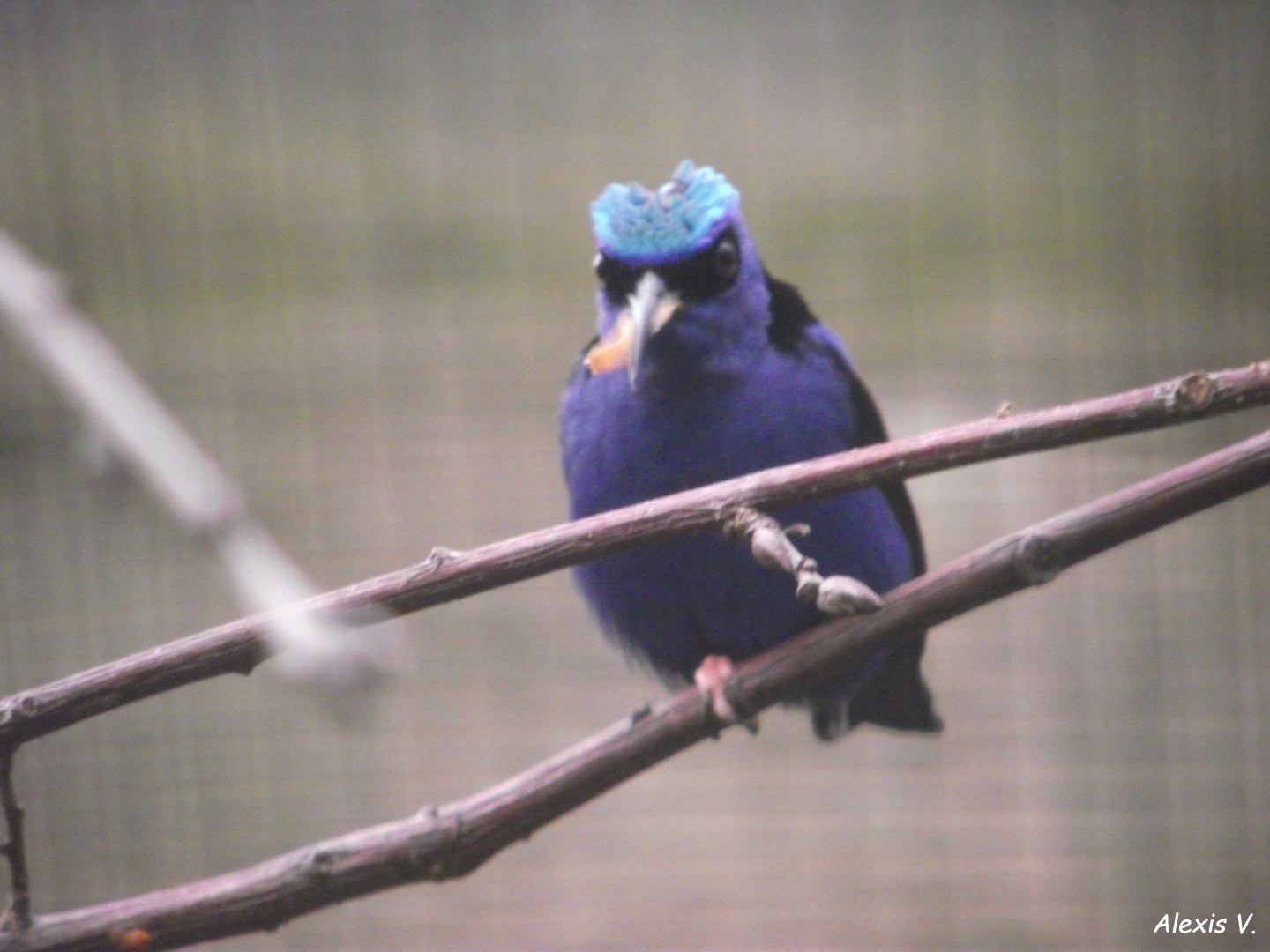Red-legged Honeycreeper - Zooparc de Beauval - 12/04/2025