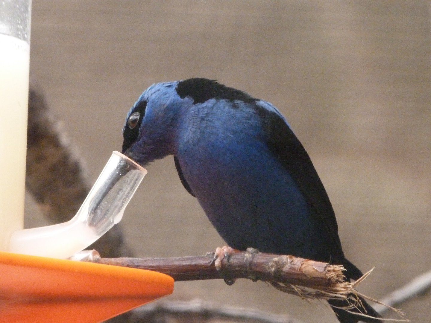 Red-legged honeycreeper -ZooParc de Beauval (2025)