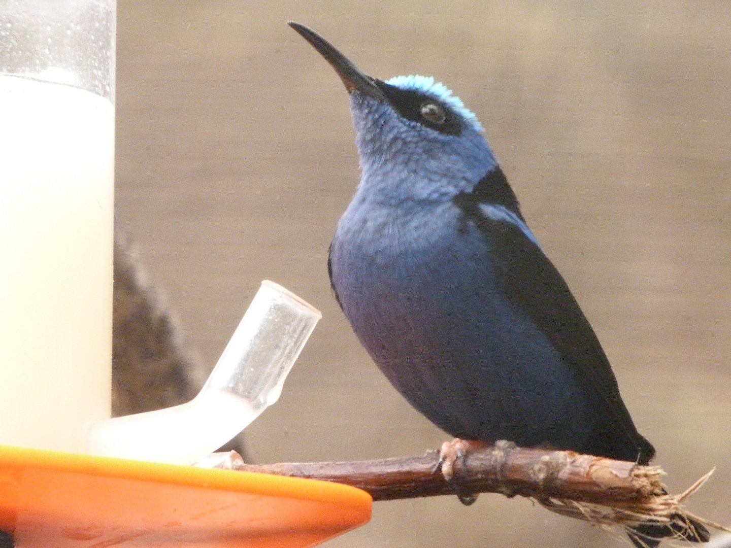 Red-legged honeycreeper -ZooParc de Beauval (2025)