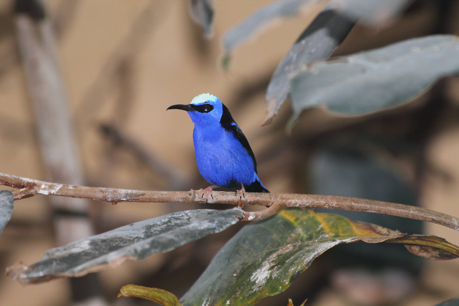 Red-legged Honeycreeper