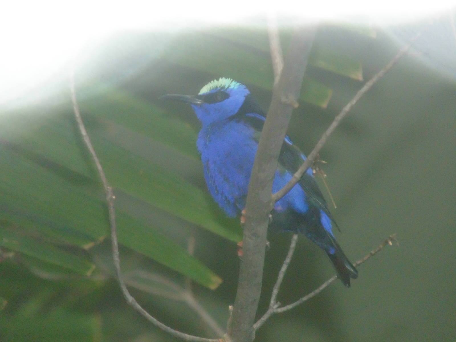 Red Legged Honeycreeper