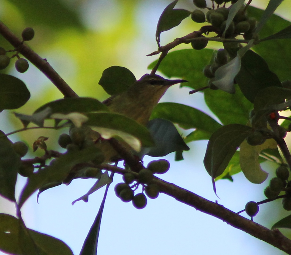 Red-legged-honeycreeper