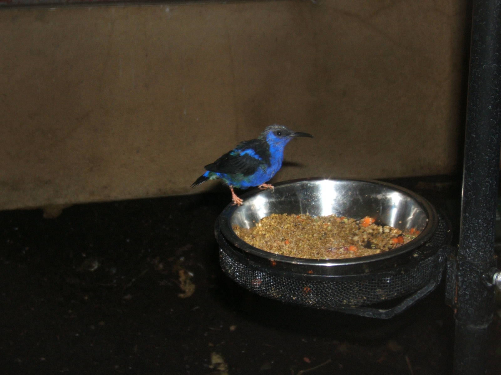 Red-legged Honeycreeper