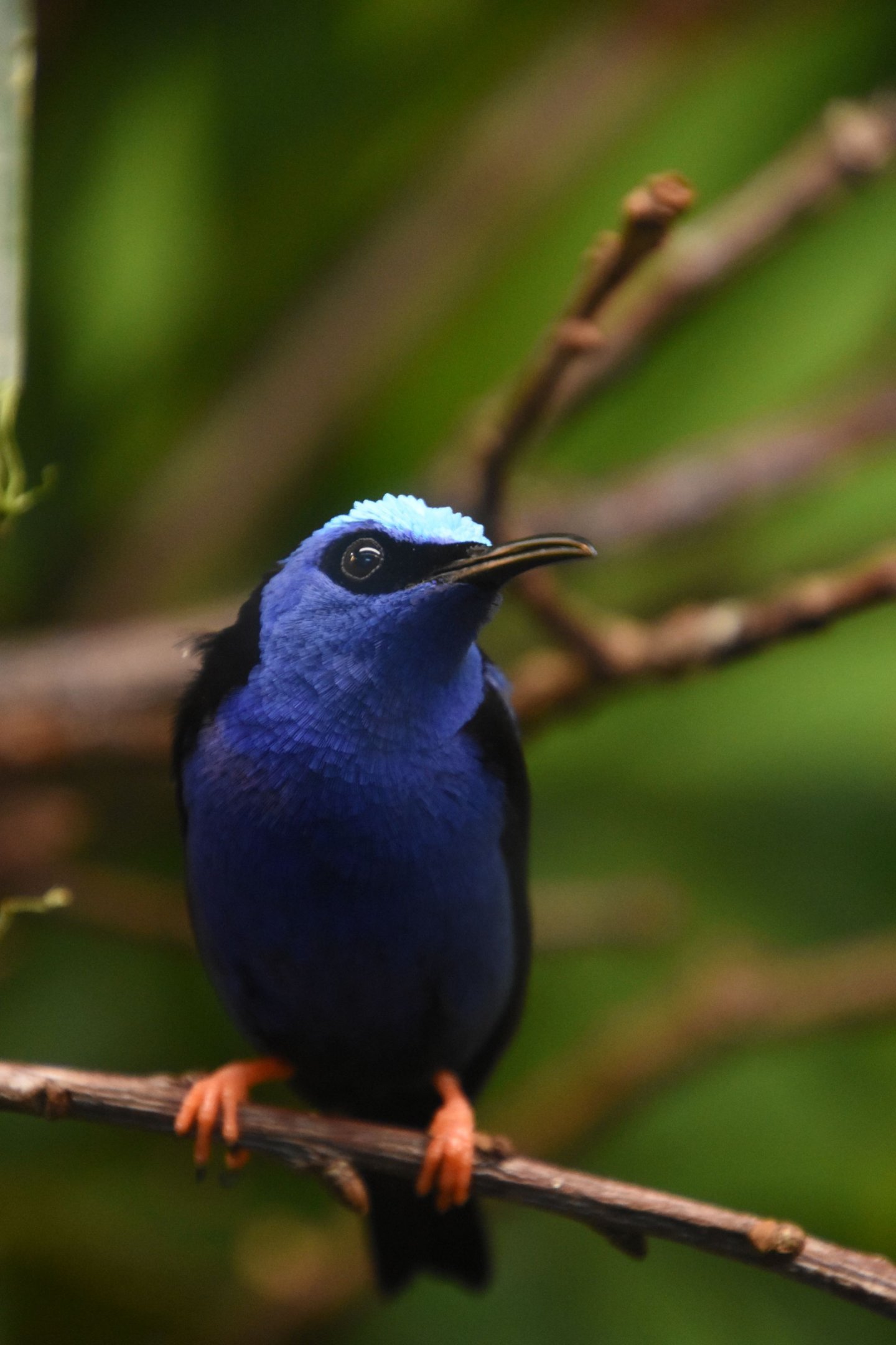 Red-legged honeycreeper
