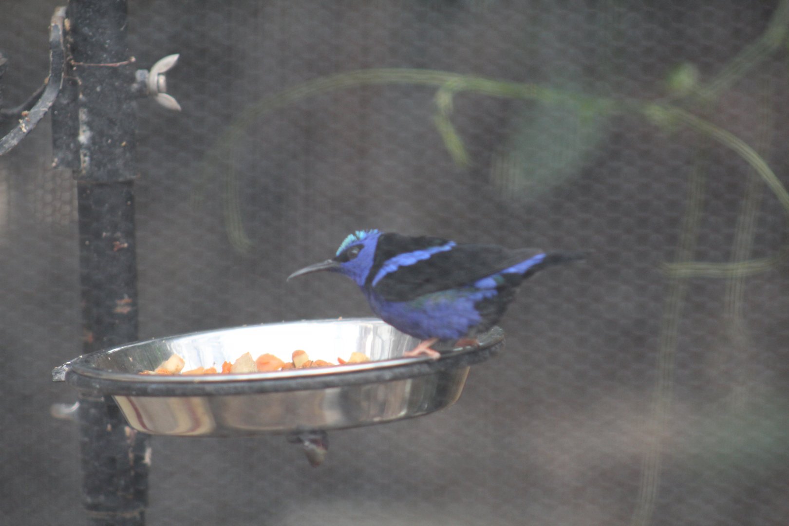 Red-Legged Honeycreeper