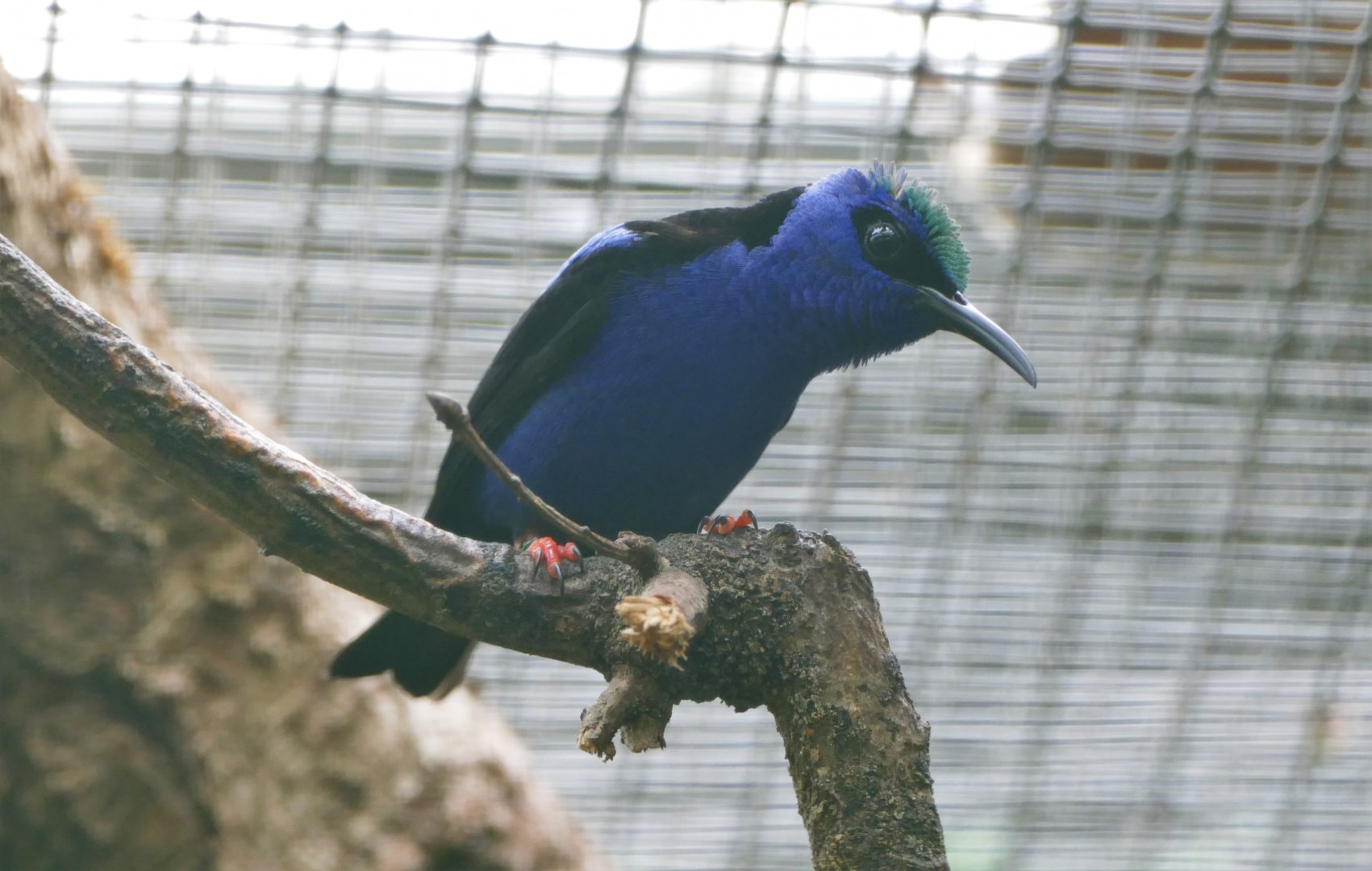 Red-legged honeycreeper