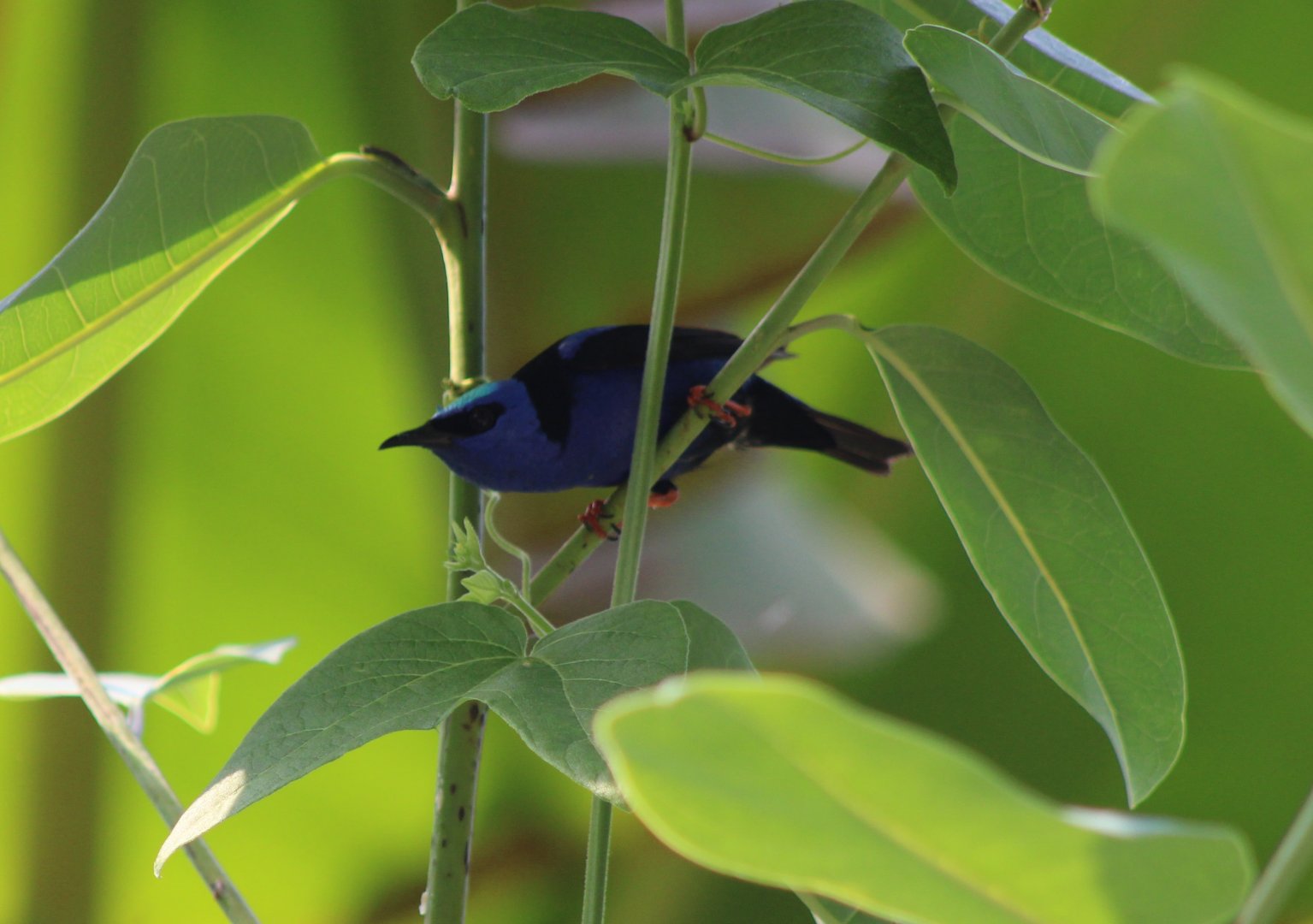 Red-legged honeycreeper
