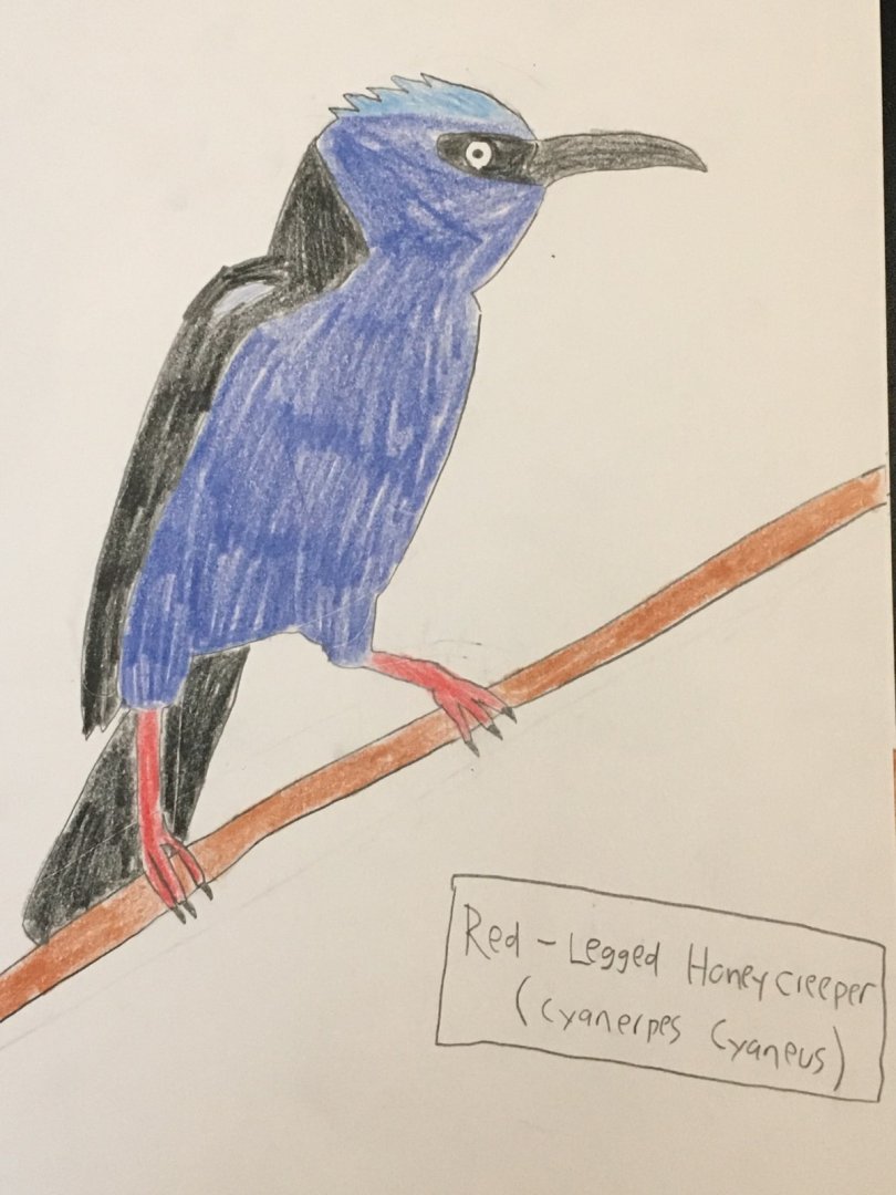 Red-Legged Honeycreeper