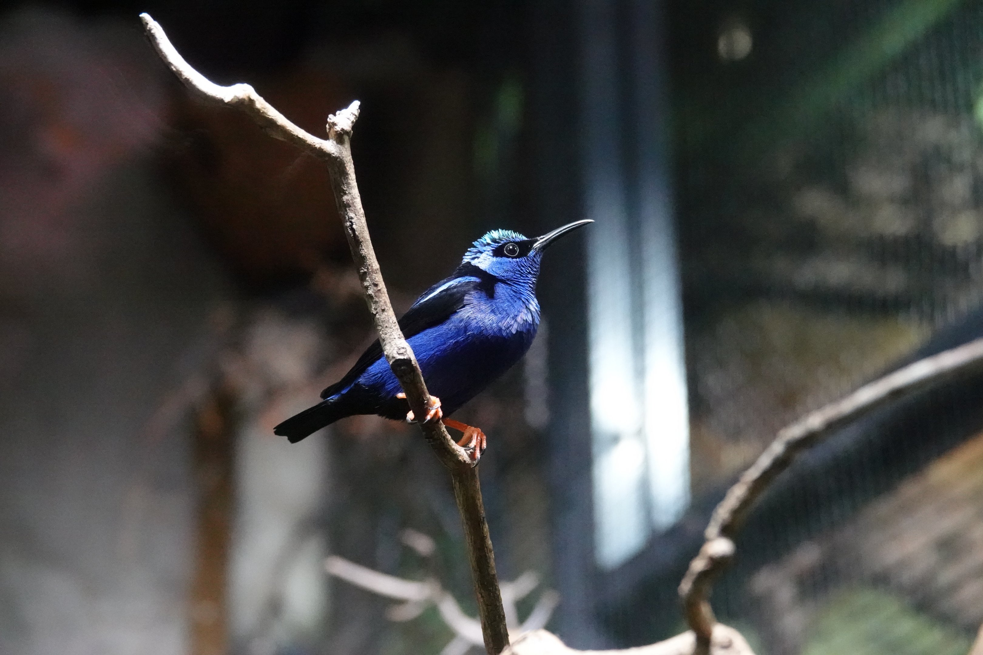 Red-legged honeycreeper