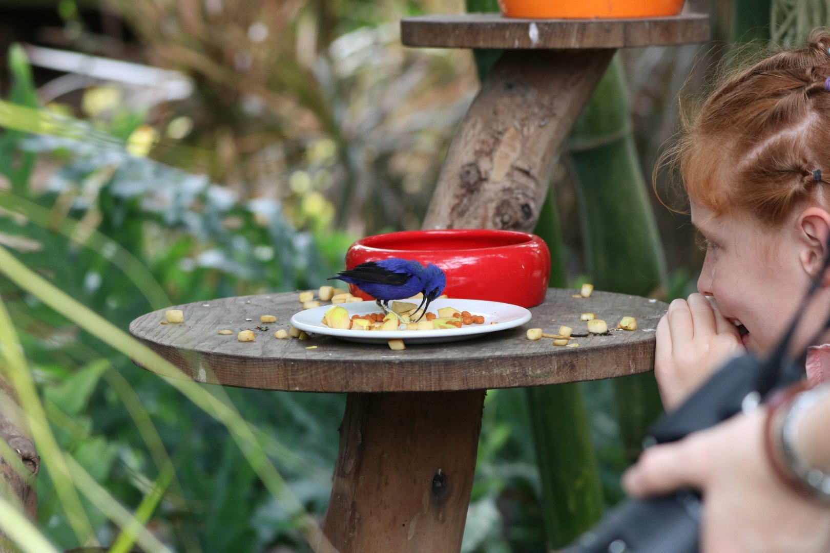 Red-legged honeycreeper