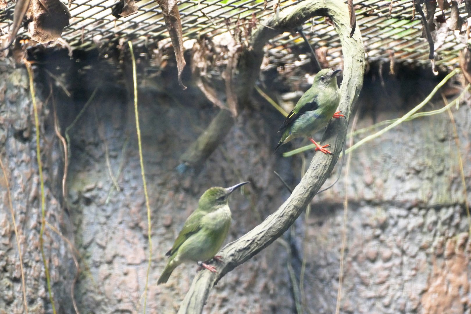 Red-legged Honeycreepers