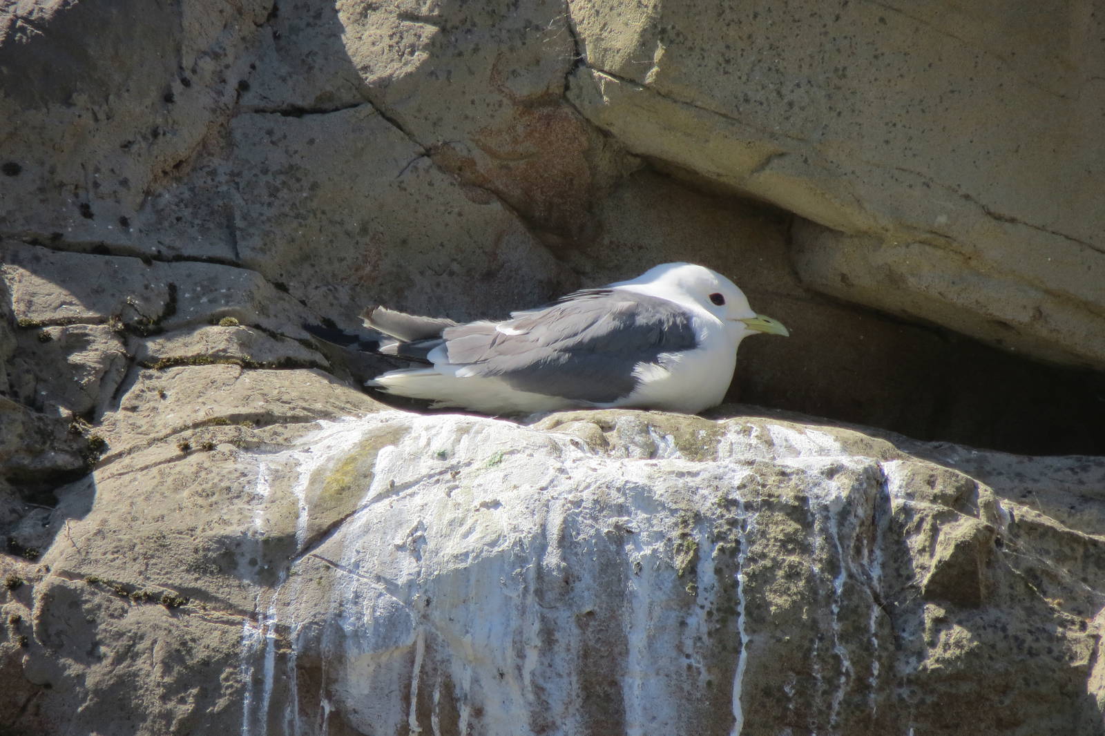 Red-legged Kittiwake 160515