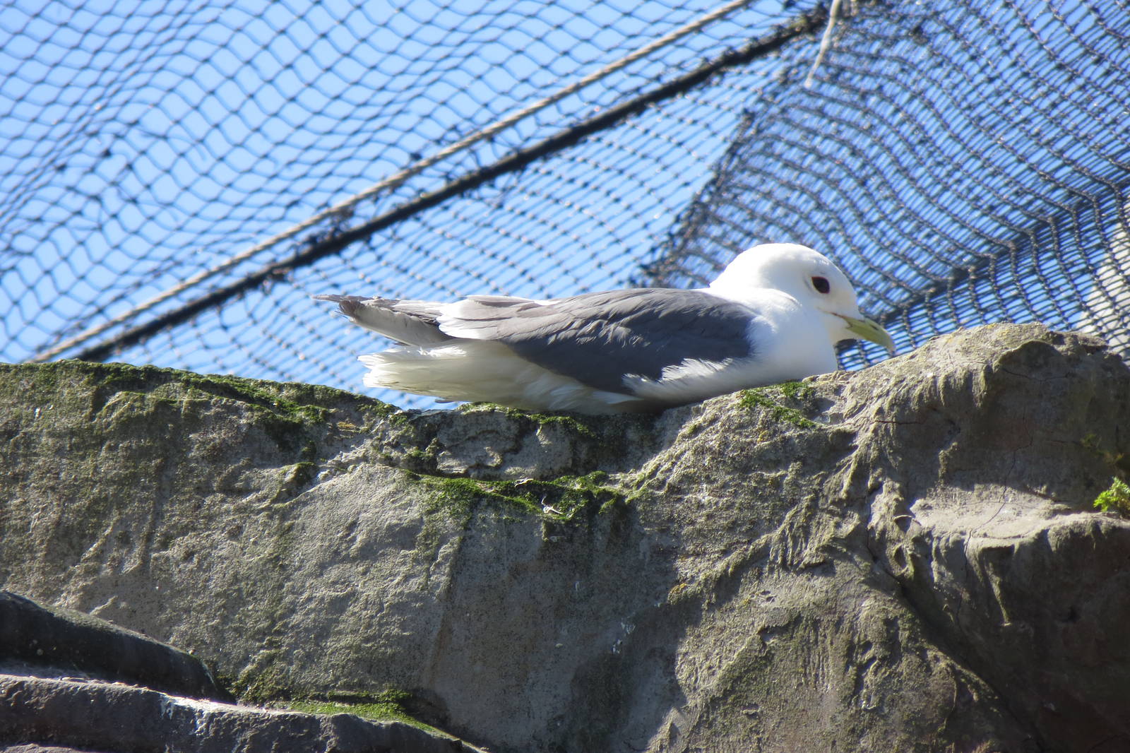 Red-legged Kittiwake 160515