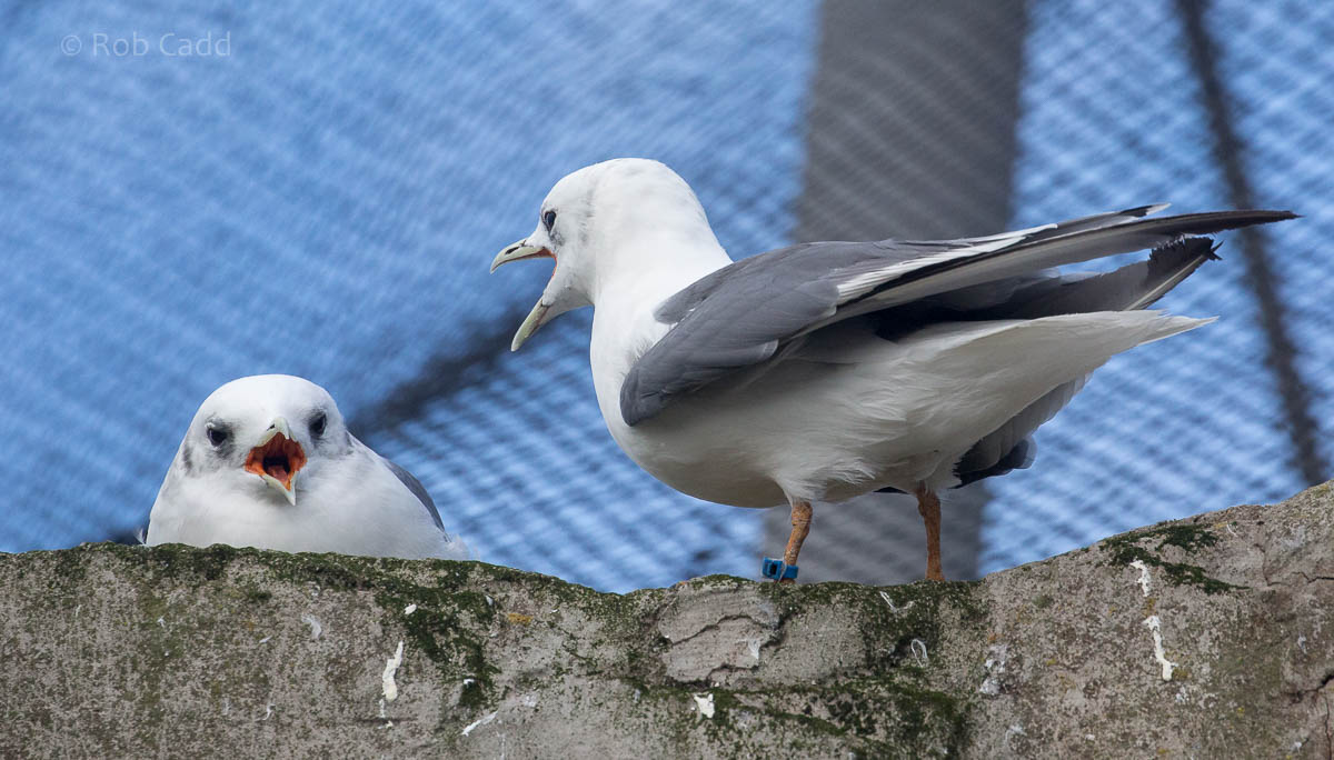 Red-legged kittiwake : Living Coasts : 24 Sep 2015