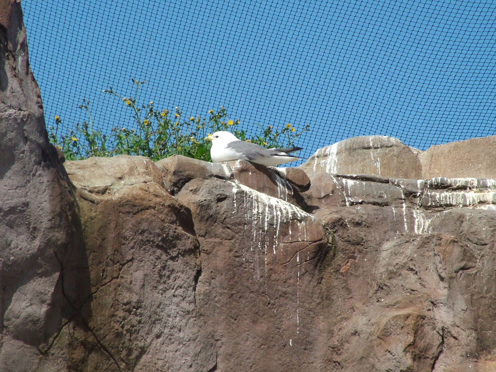 Red-legged Kittiwake (Rissa brevirostris) at Living Coasts