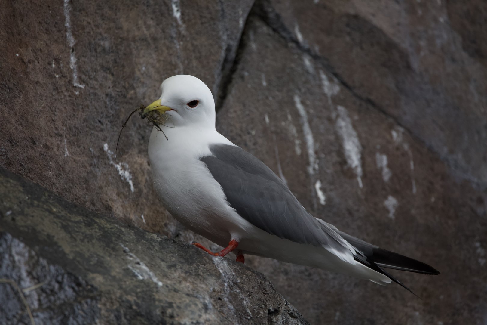 Red-legged Kittiwake/ Rissa brevirostris
