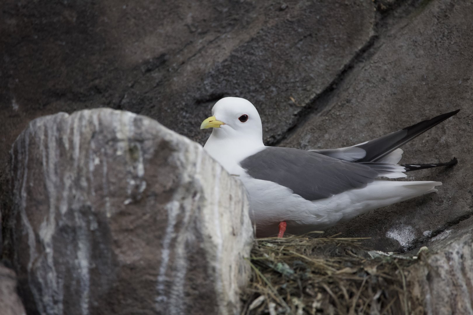 Red-legged Kittiwake/ Rissa brevirostris